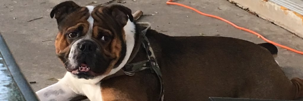 BadassStephh's profile banner image