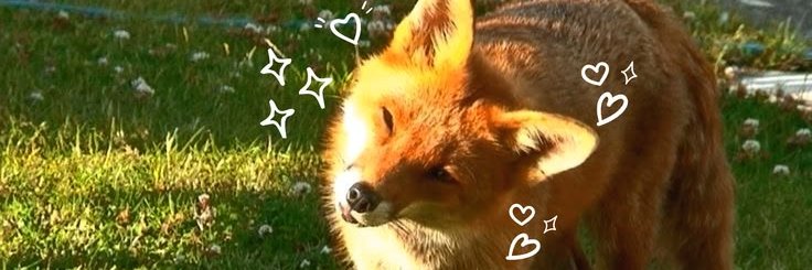 Foxoora's profile banner image