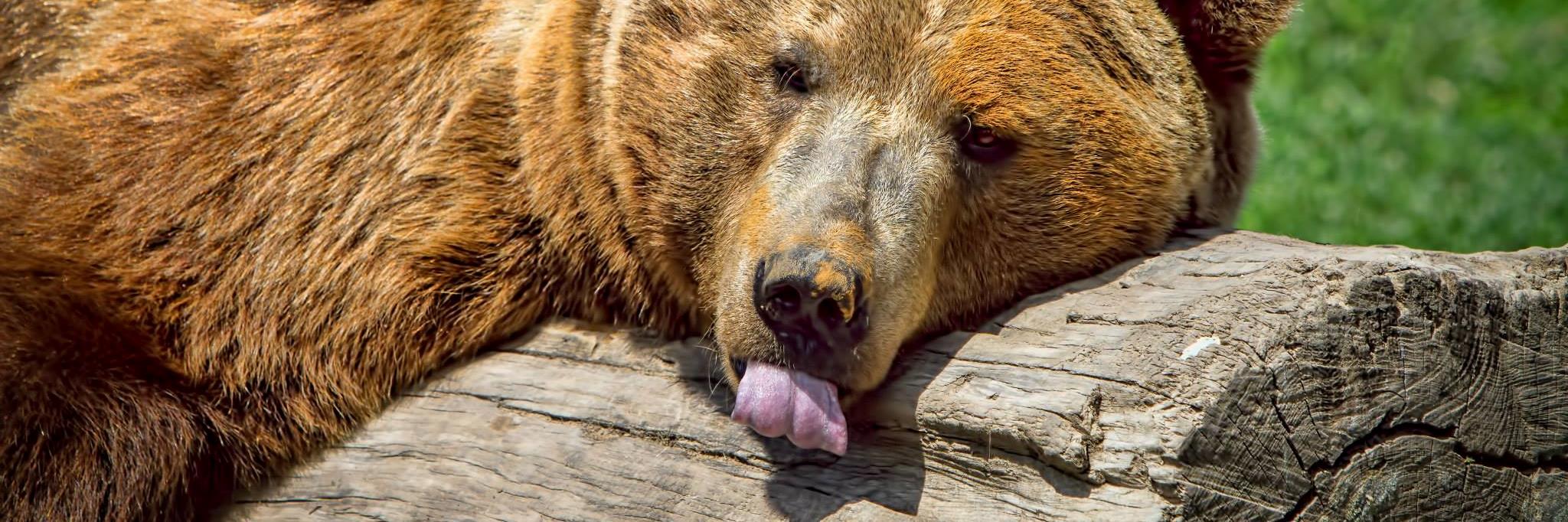 krista pappas ✌ banner