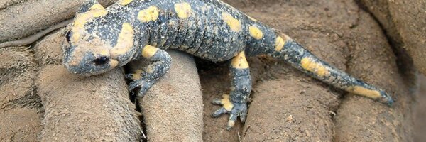 Moonfan Profile Banner