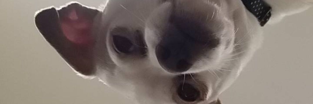 TheChauTime's profile banner image