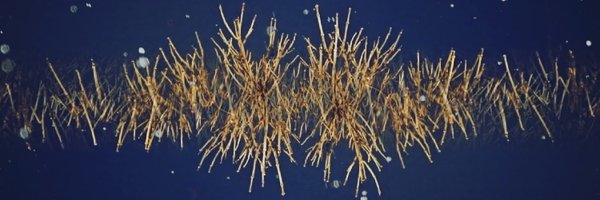 cedenike Profile Banner