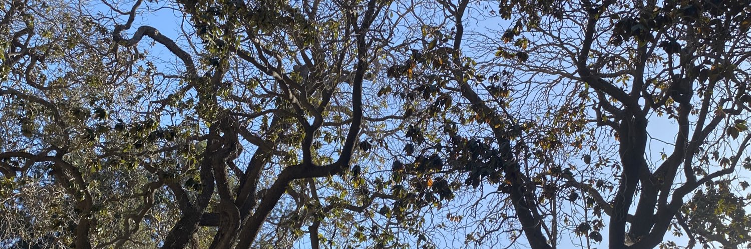 Cari Saldivia banner