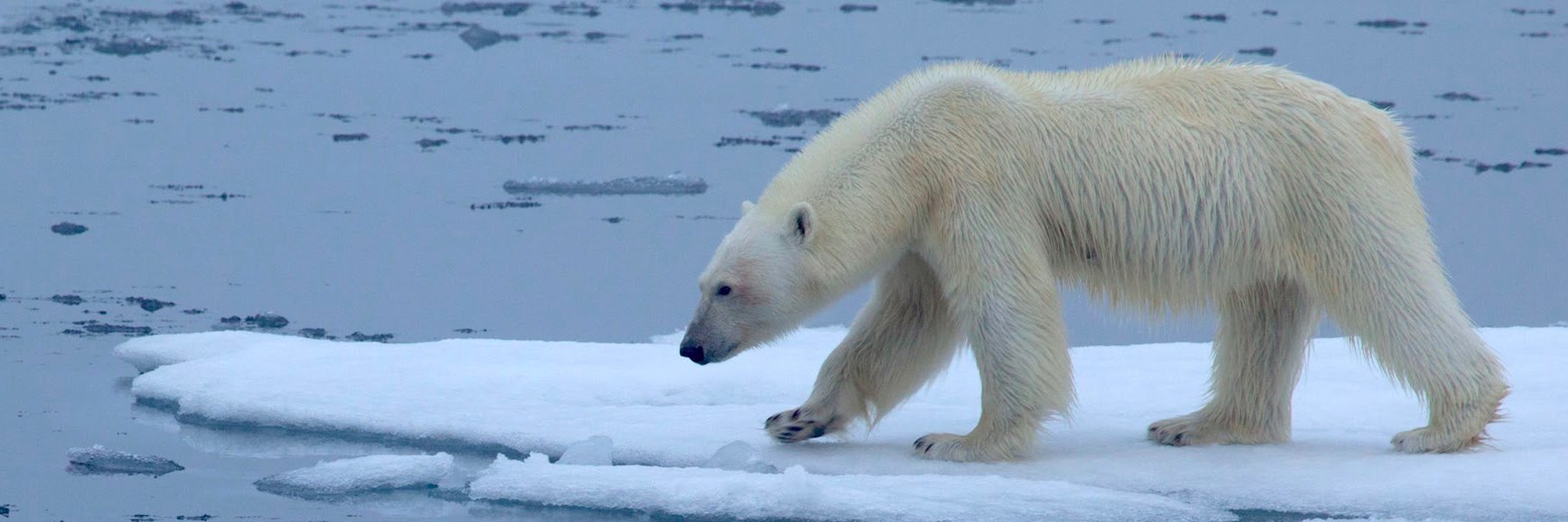 Dr. Julene Reed banner