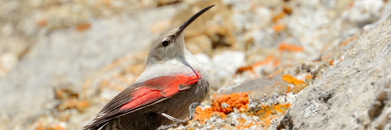 SEO/BirdLife's banner