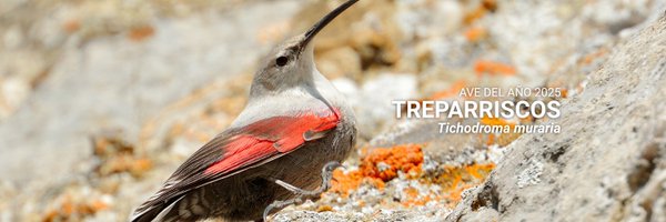 SEO_BirdLife Profile Banner