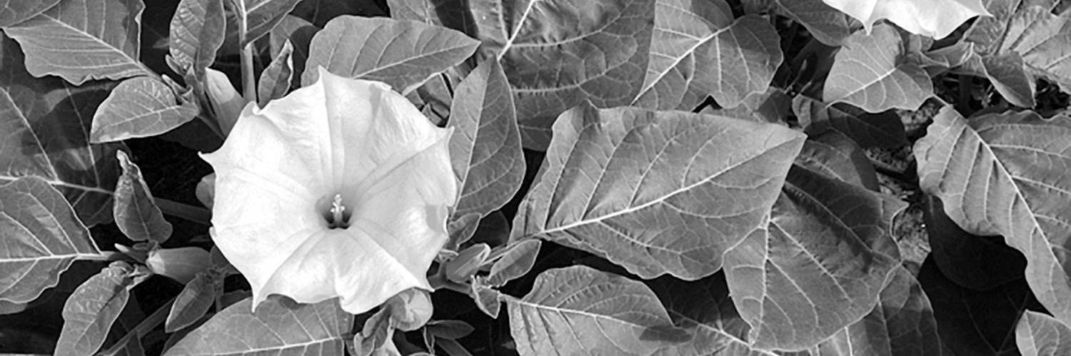 datura_ru's profile banner image