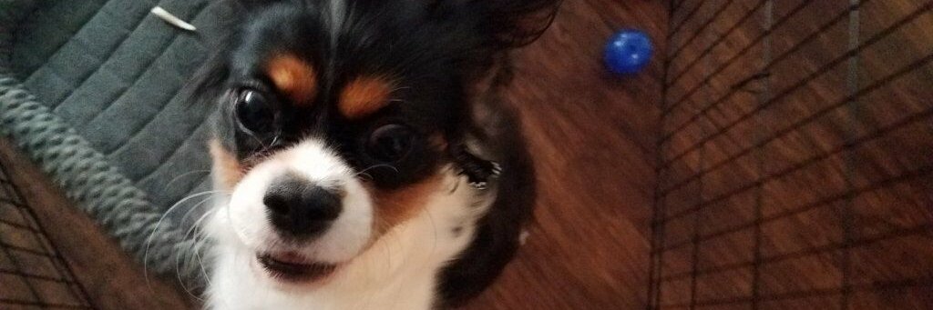 asherdashery's profile banner image