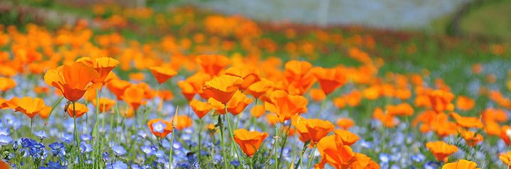 Sallygirl 🏳️‍🌈🪩🧠 banner