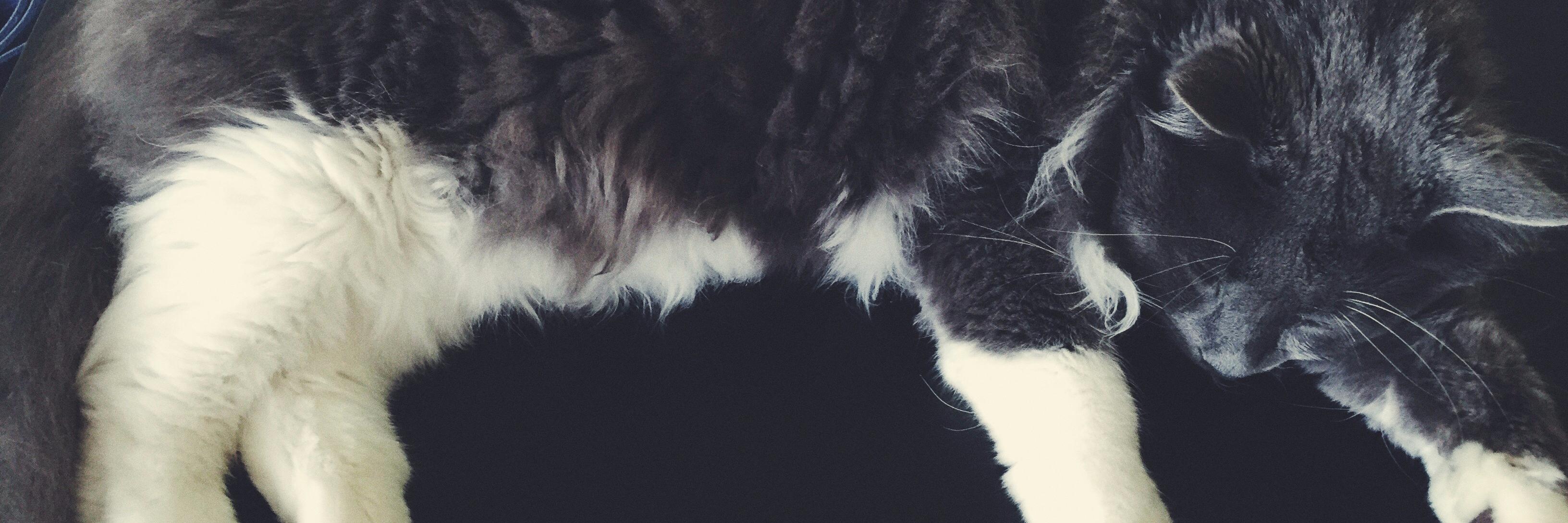 flamender's profile banner image