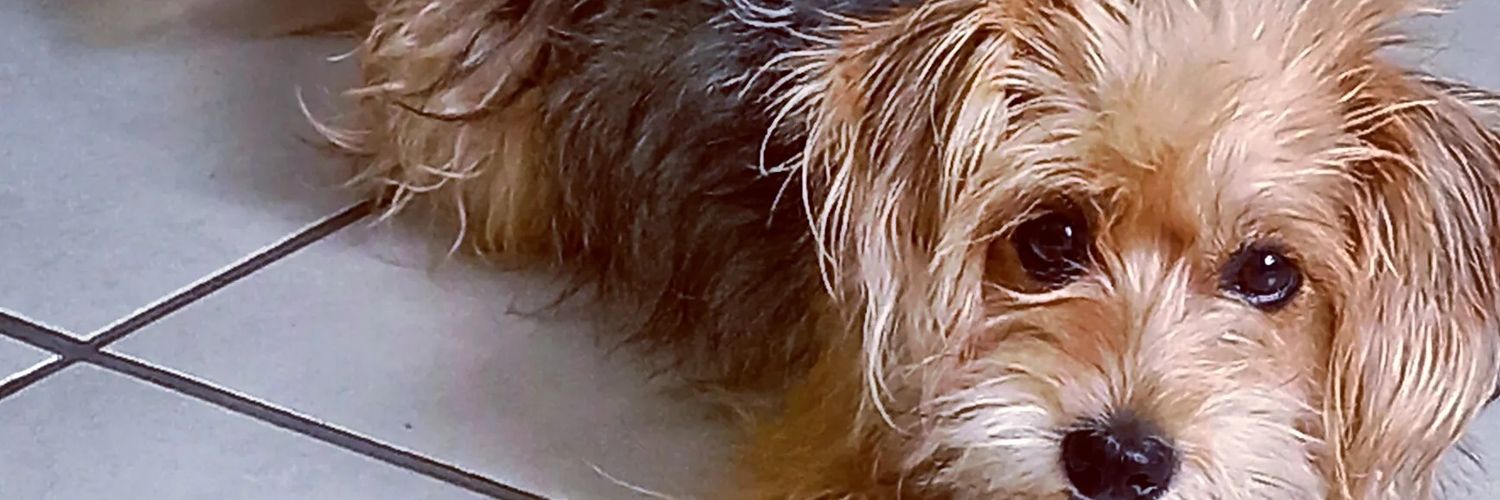 carmencasstro's profile banner image