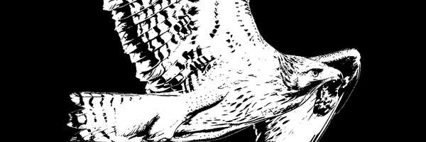 Nolacio Profile Banner