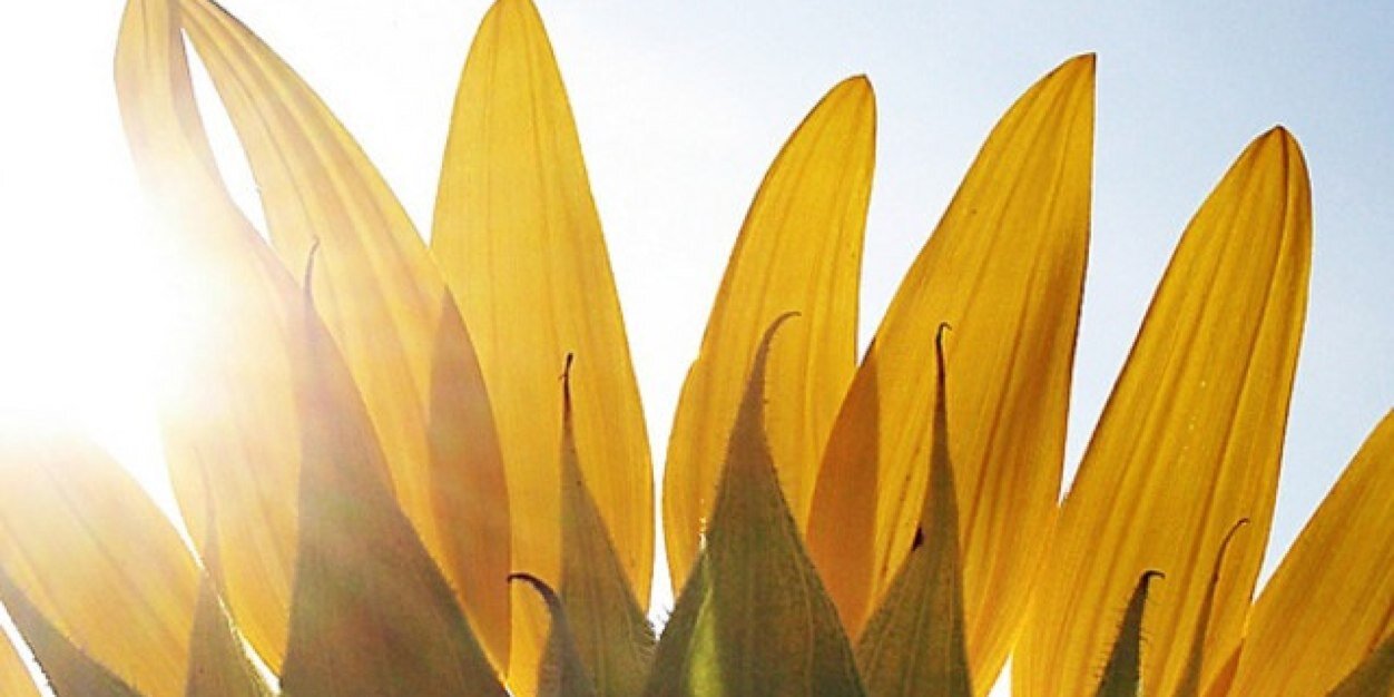 acsunflower's profile banner image