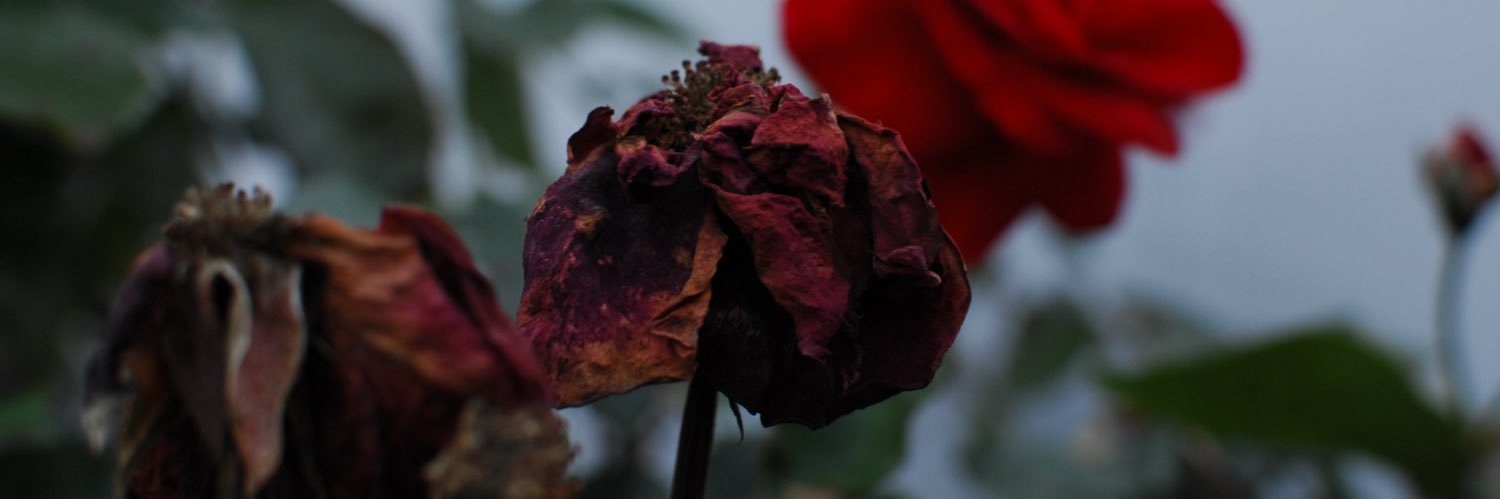 tphk's profile banner image