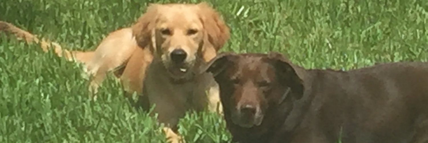 Claudia Diaz (FUERZA ANTIPETRISTA ) banner