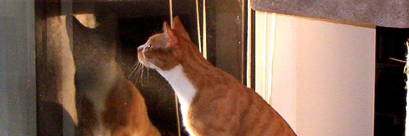 I do adverbs🐣🐝 banner