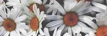 delanier's profile banner image