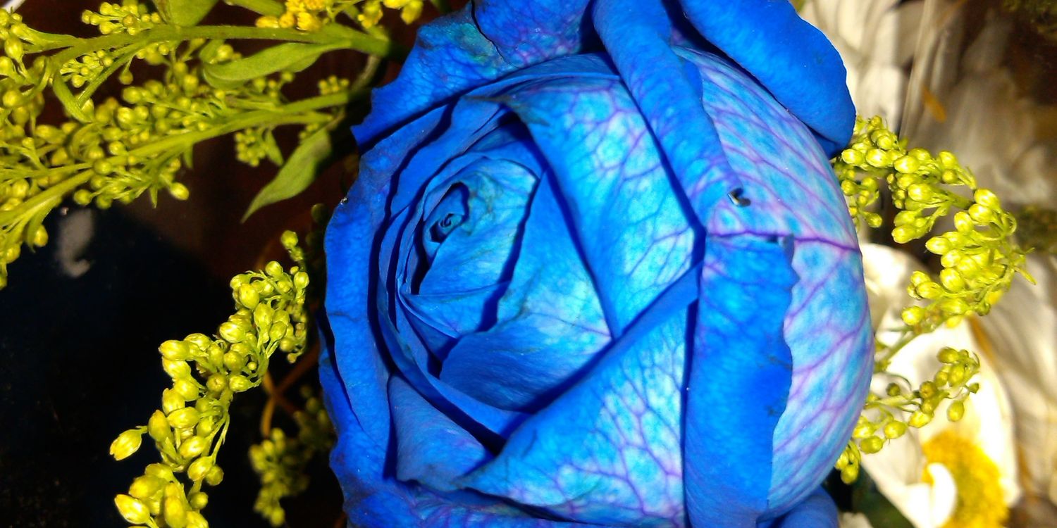 Yanalir0's profile banner image