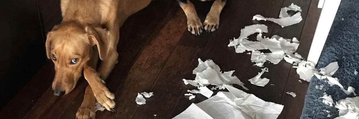 Marcelo Fujimoto banner