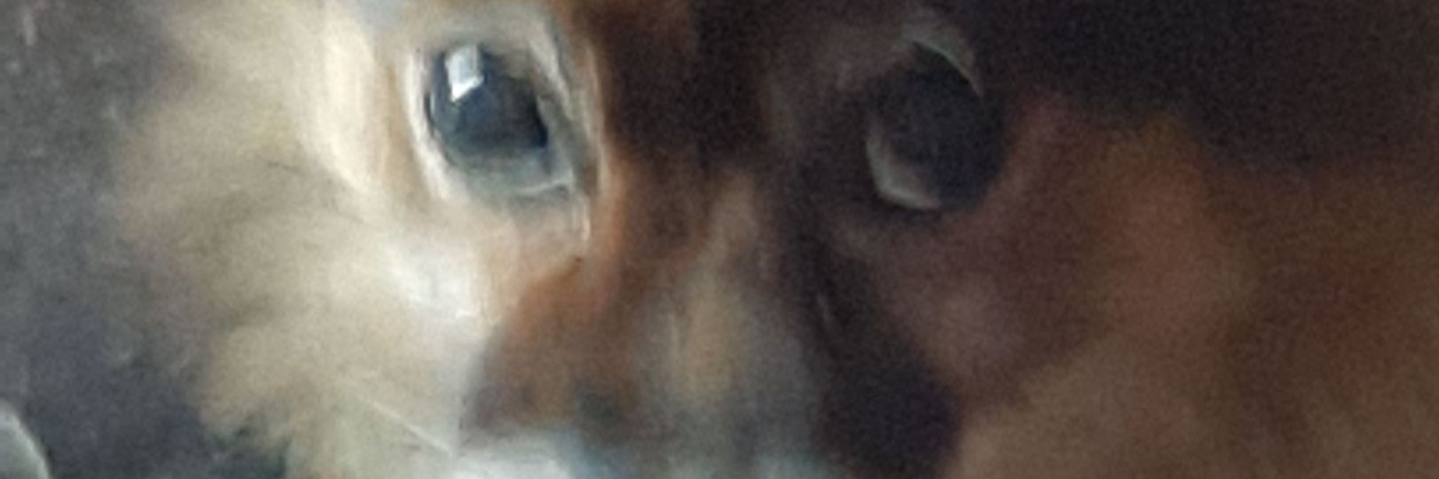 renecrema's profile banner image