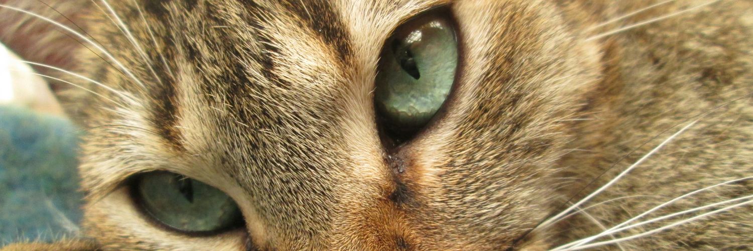 oibantal's profile banner image
