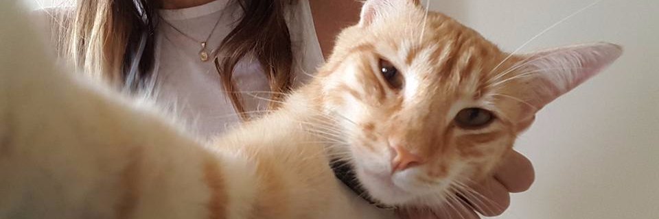 sofiafloresb's profile banner image