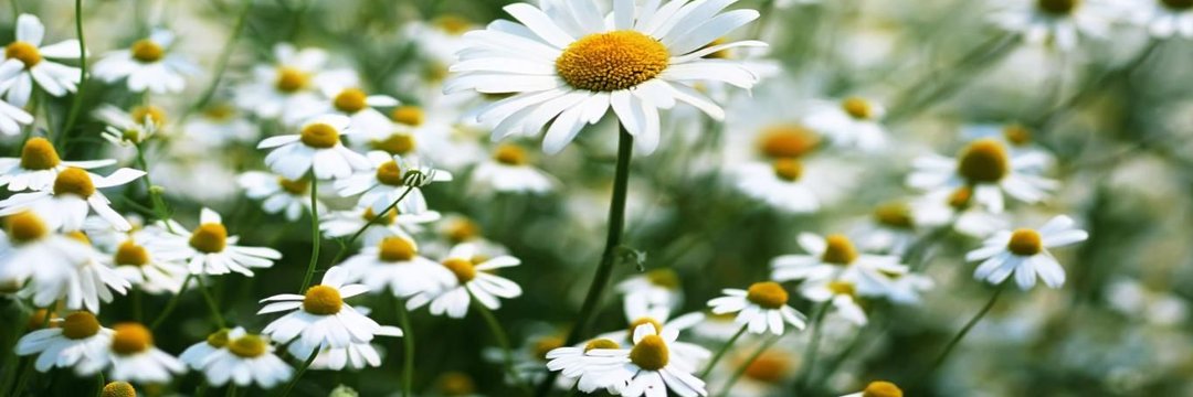 Clau like a Cloud ☁🧡 banner