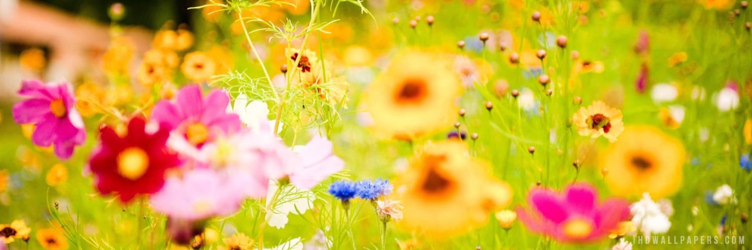 colli3flow3r's profile banner image
