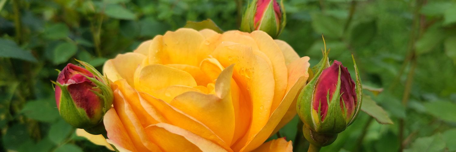 Angela Bennett 🦀🕊🇪🇺🎻🐓🐈‍⬛🌱 banner