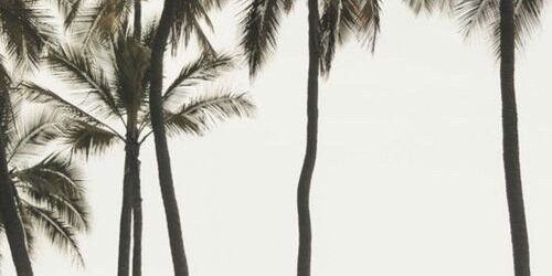 pierimonroe's profile banner image