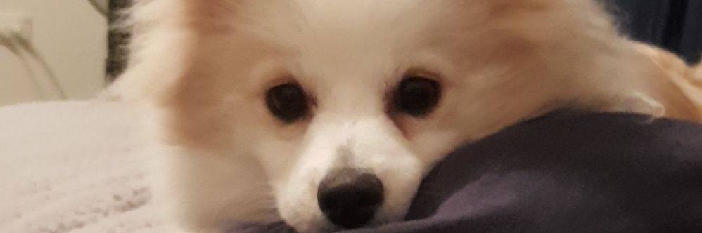 Blazeviper's profile banner image