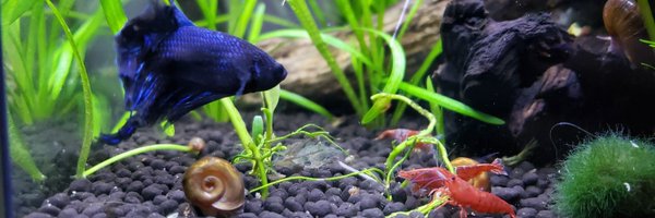 _emiicakes Profile Banner