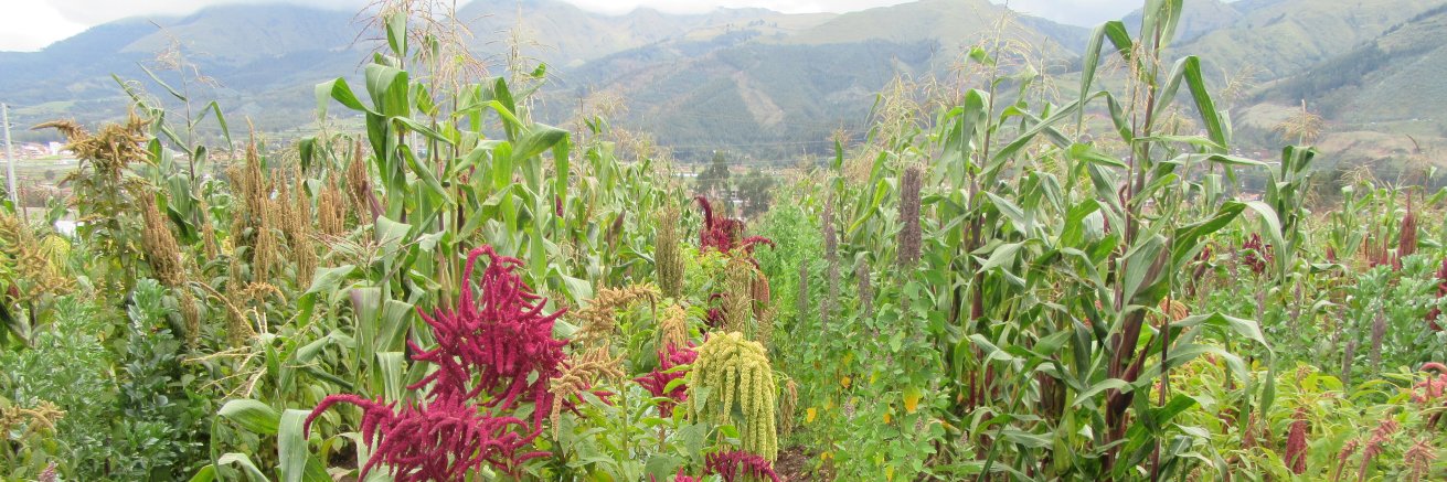 Karl Schmid (@kjschmid@fediscience.org) banner