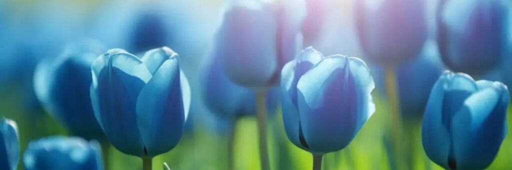 TianiTea's profile banner image