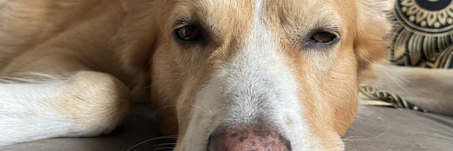 cachorro sem peruca banner