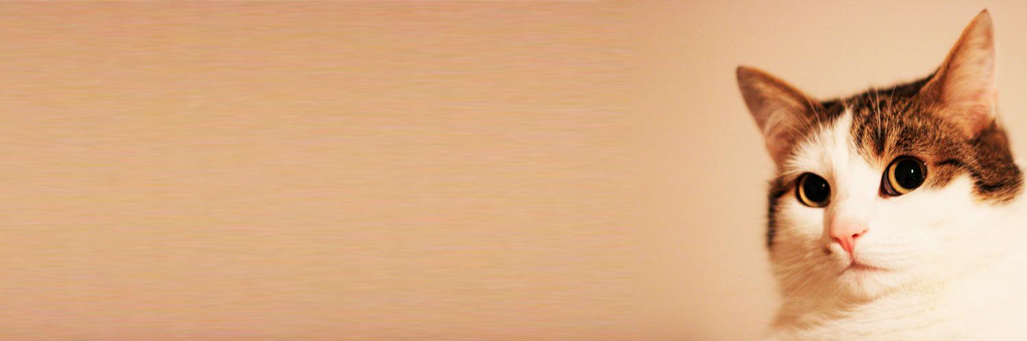 citypets banner