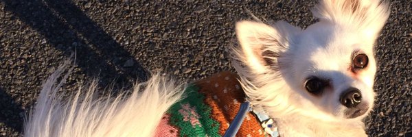 Jerry_cat Profile Banner