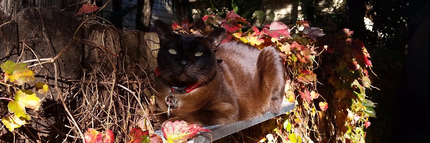 Isagold & Bettyblue banner