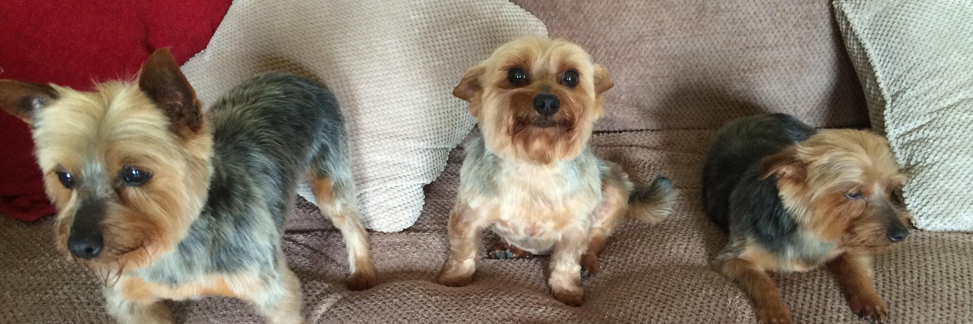 zoomingtilly's profile banner image