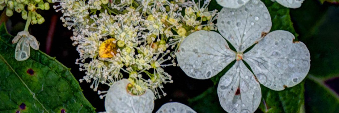 David Warlick banner