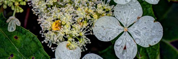 dwarlick Profile Banner