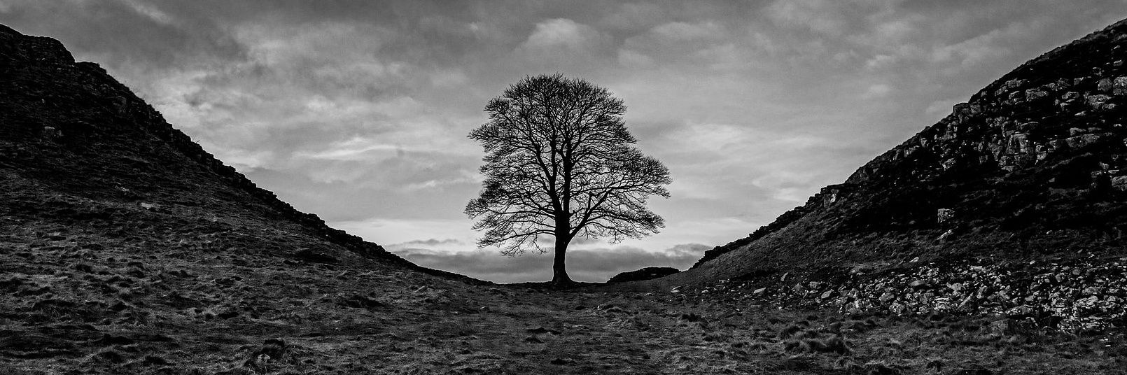 craigdwilkinson's profile banner image