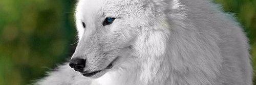 UlkanKarkazuman banner