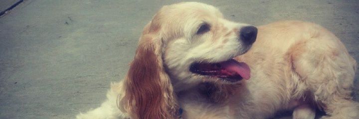 VaneG_'s profile banner image
