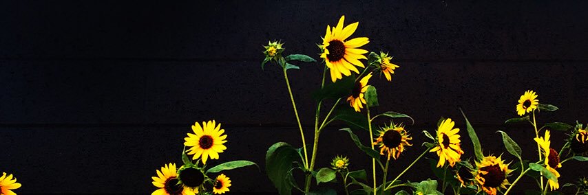 Yulabreu's profile banner image