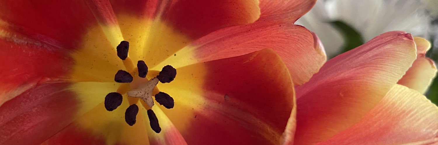 Carole Brault banner