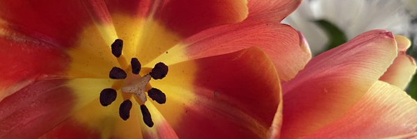 cbrault Profile Banner