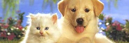 CANDLESCNT's profile banner image