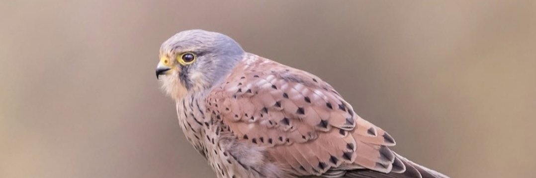 Charlene 💛 banner