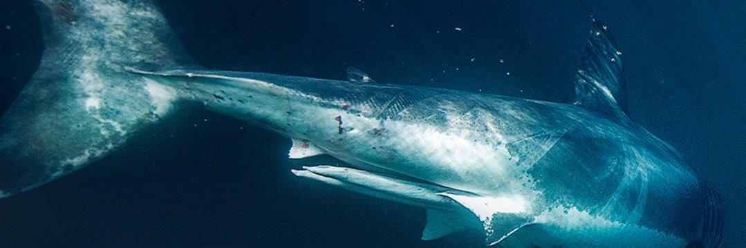 OCEARCH banner